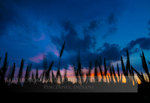 wind wheat sunset