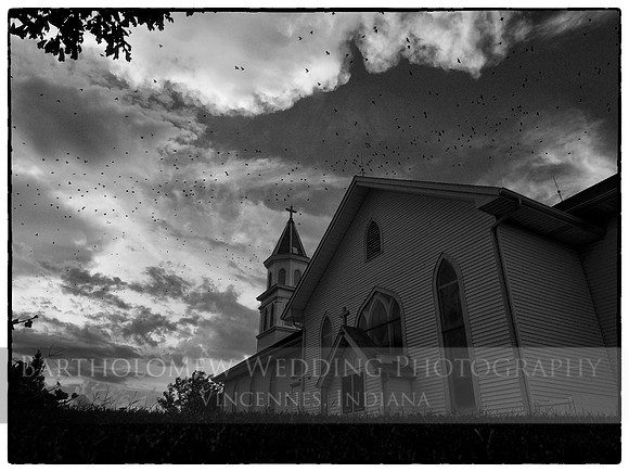 birds