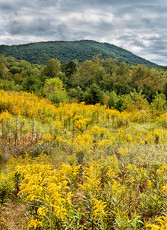 meadow093