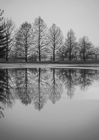 trees
